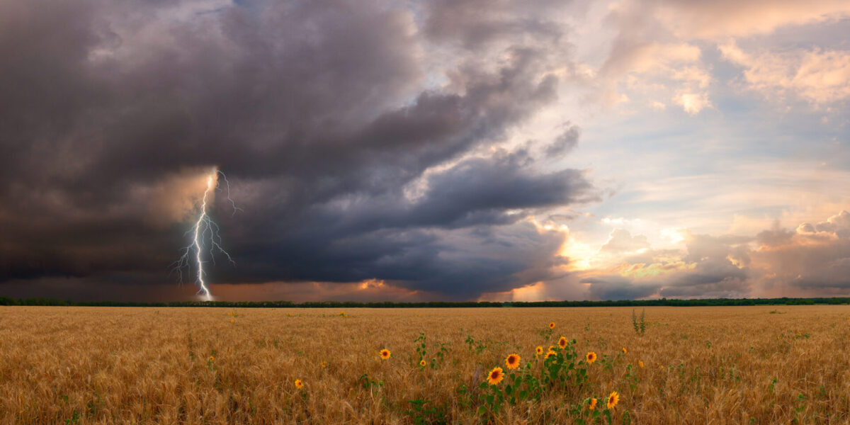Un campo de girasoles y trigo bajo un cielo dramático con oscuras nubes de tormenta. Un rayo cae a la izquierda, mientras que a la derecha aparecen franjas de cielo azul y una suave luz solar. El paisaje contrasta tormenta y calma.