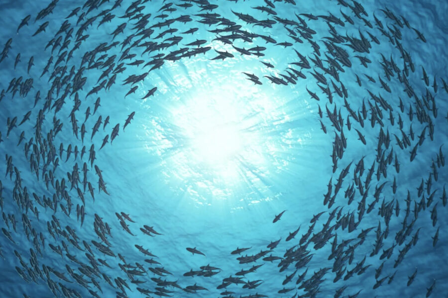 Un gran banco de peces nada en círculo bajo el agua, con la luz del sol penetrando a través de la superficie, creando un efecto brillante y resplandeciente. Los peces se mueven juntos, cohesionados, alrededor de la fuente de luz central.