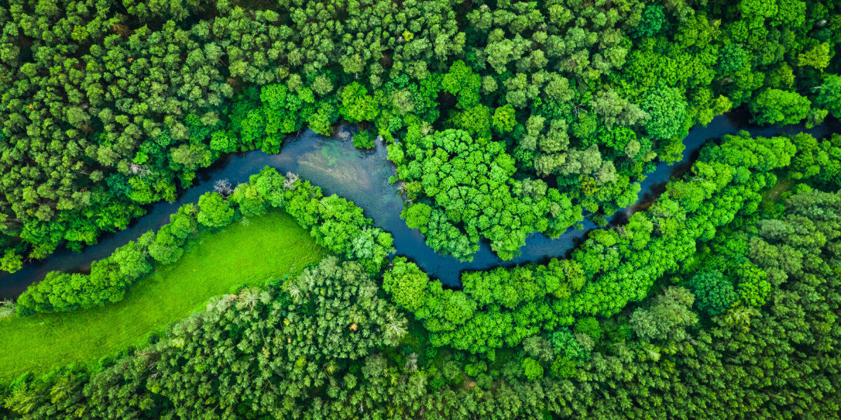 Vista aérea de un frondoso bosque verde atravesado por un río serpenteante. El denso follaje presenta una rica gama de tonos verdes, y el río forma una S al serpentear por el paisaje.