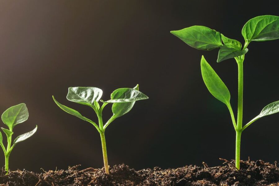 Tres plántulas en diferentes etapas de crecimiento en tierra, la más pequeña a la izquierda y la más alta a la derecha. Cada planta tiene hojas de un verde vibrante, sobre un fondo oscuro, que resalta su progresión.