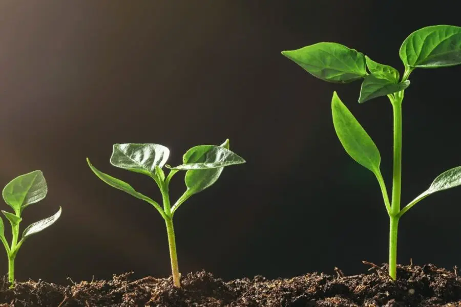 Tres plántulas en diferentes etapas de crecimiento en tierra, la más pequeña a la izquierda y la más alta a la derecha. Cada planta tiene hojas de un verde vibrante, sobre un fondo oscuro, que resalta su progresión.