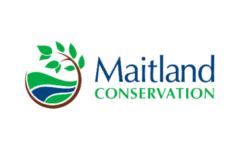 Logotipo de Maitland Conservation que presenta un árbol estilizado con hojas verdes y un río azul dentro de un círculo marrón a la izquierda, acompañado por el texto 