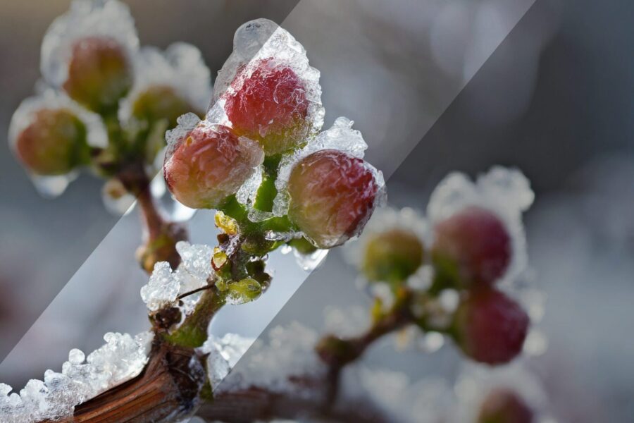 Primer plano de brotes escarchados en una rama, cubiertos por una fina capa de hielo con un fondo difuminado. Los brotes son rojizos con tallos verdes, capturando una fría mañana de invierno. Un sutil resplandor diagonal añade un efecto suave.