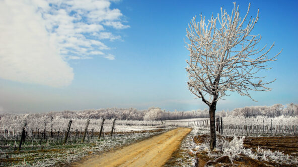 Un paisaje gélido con un árbol solitario cubierto de hielo junto a un camino de tierra. El suelo está ligeramente cubierto de nieve y el cielo es de un azul claro con escasas nubes. Una hilera de árboles cubiertos de escarcha se extiende en el horizonte.