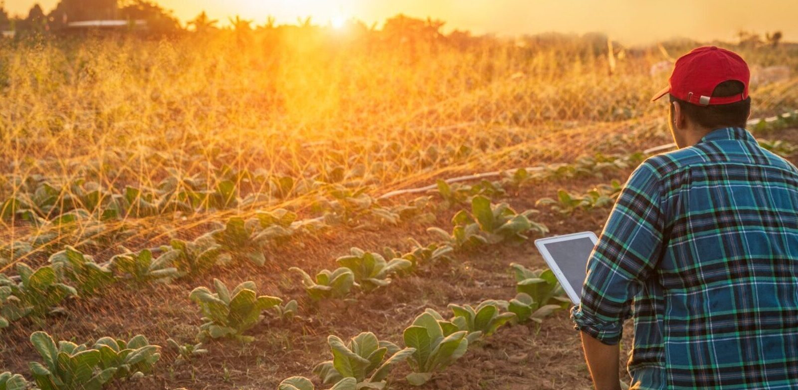 Una persona con gorra roja y camisa a cuadros usa una tableta mientras observa las hileras de cultivos en un campo al atardecer. El cielo es dorado y los aspersores riegan las plantas.